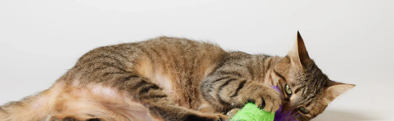 ALITTLESHELTER 280720236588